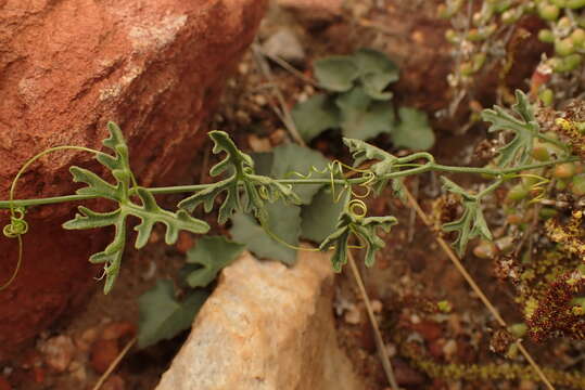 Kedrostis capensis (Sond.) A. Meeuse resmi