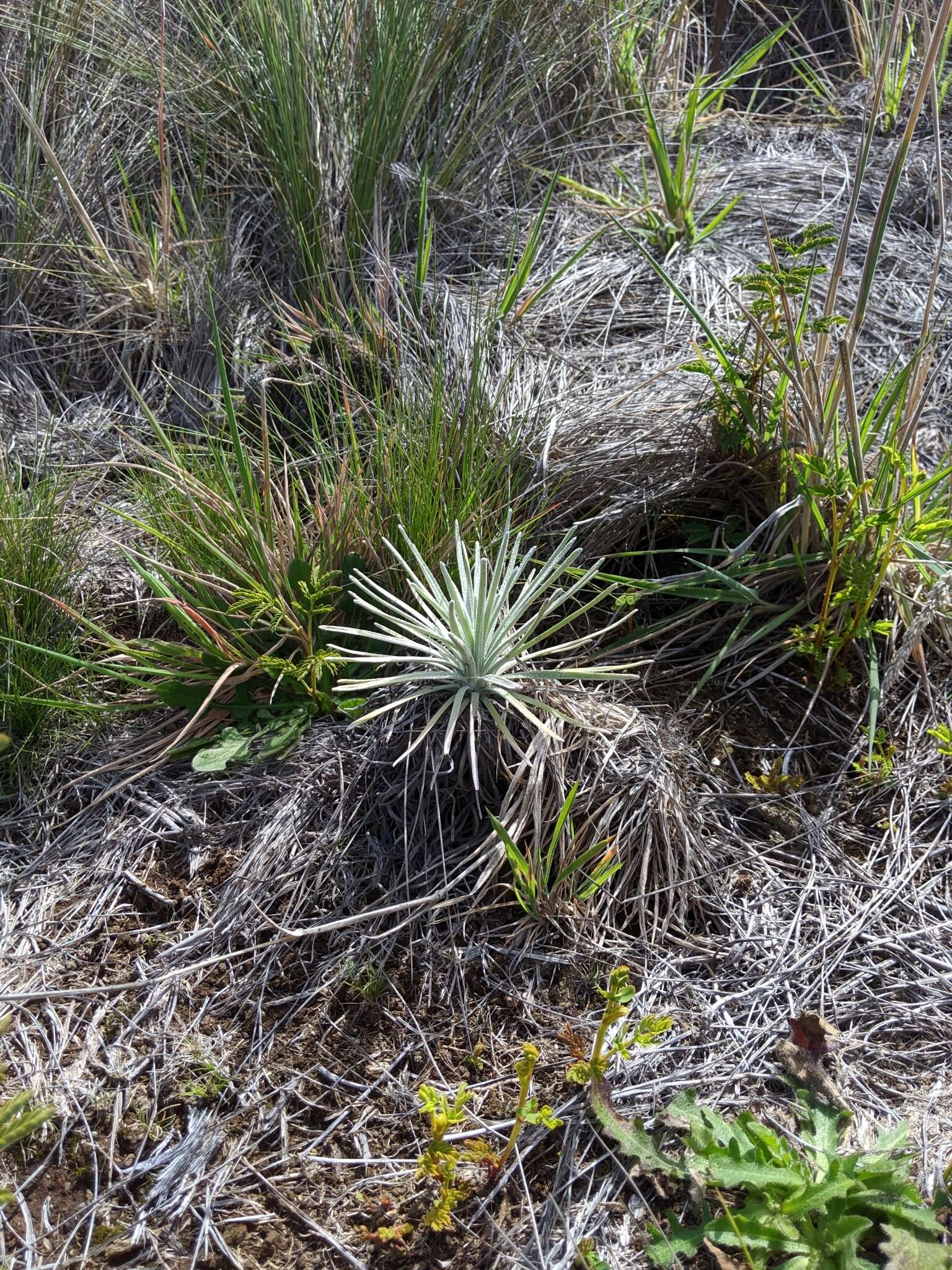 Слика од Argyroxiphium kauense