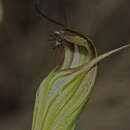 Слика од Pterostylis fischii Nicholls