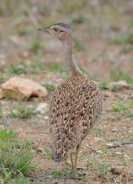 Image of <i>Eupodotis ruficrista</i>