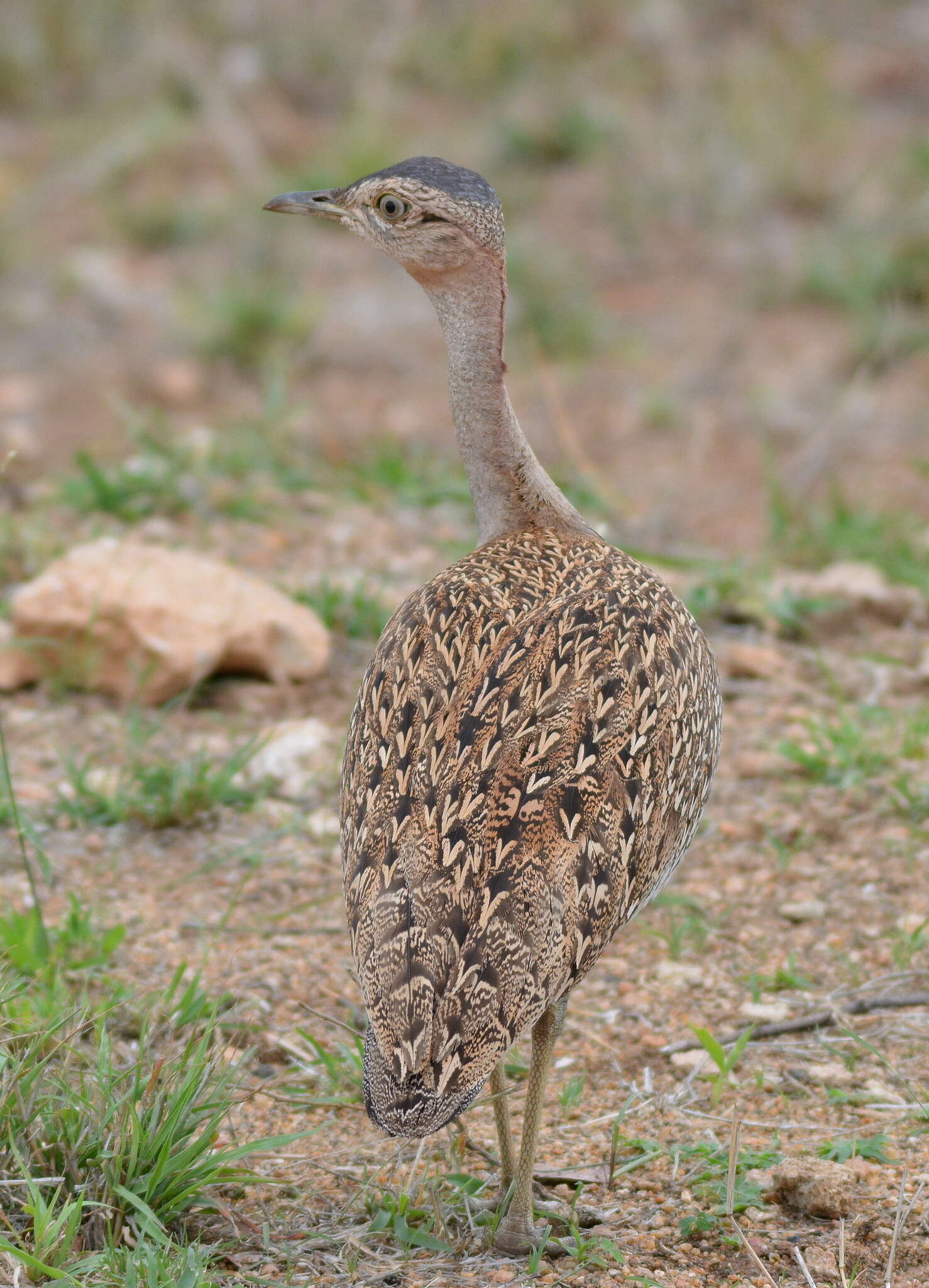 Imagem de <i>Eupodotis ruficrista</i>