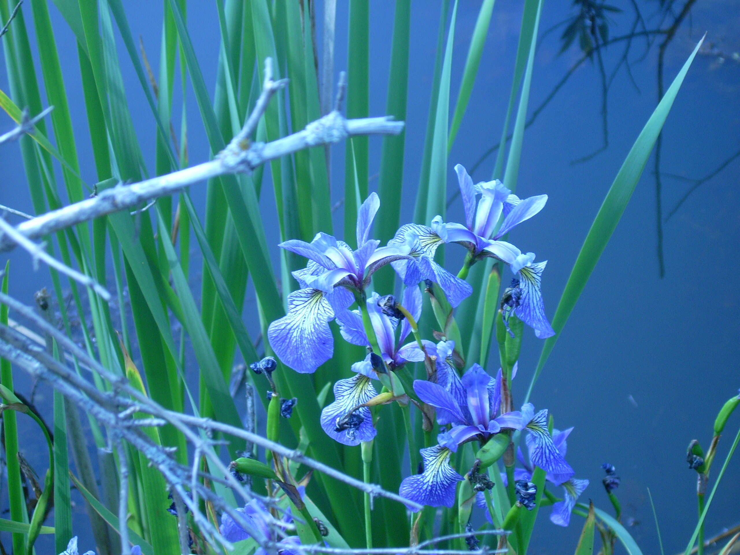 Image de blue flag iris versicolore