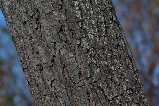 Image of Simarouba versicolor A. St.-Hil.