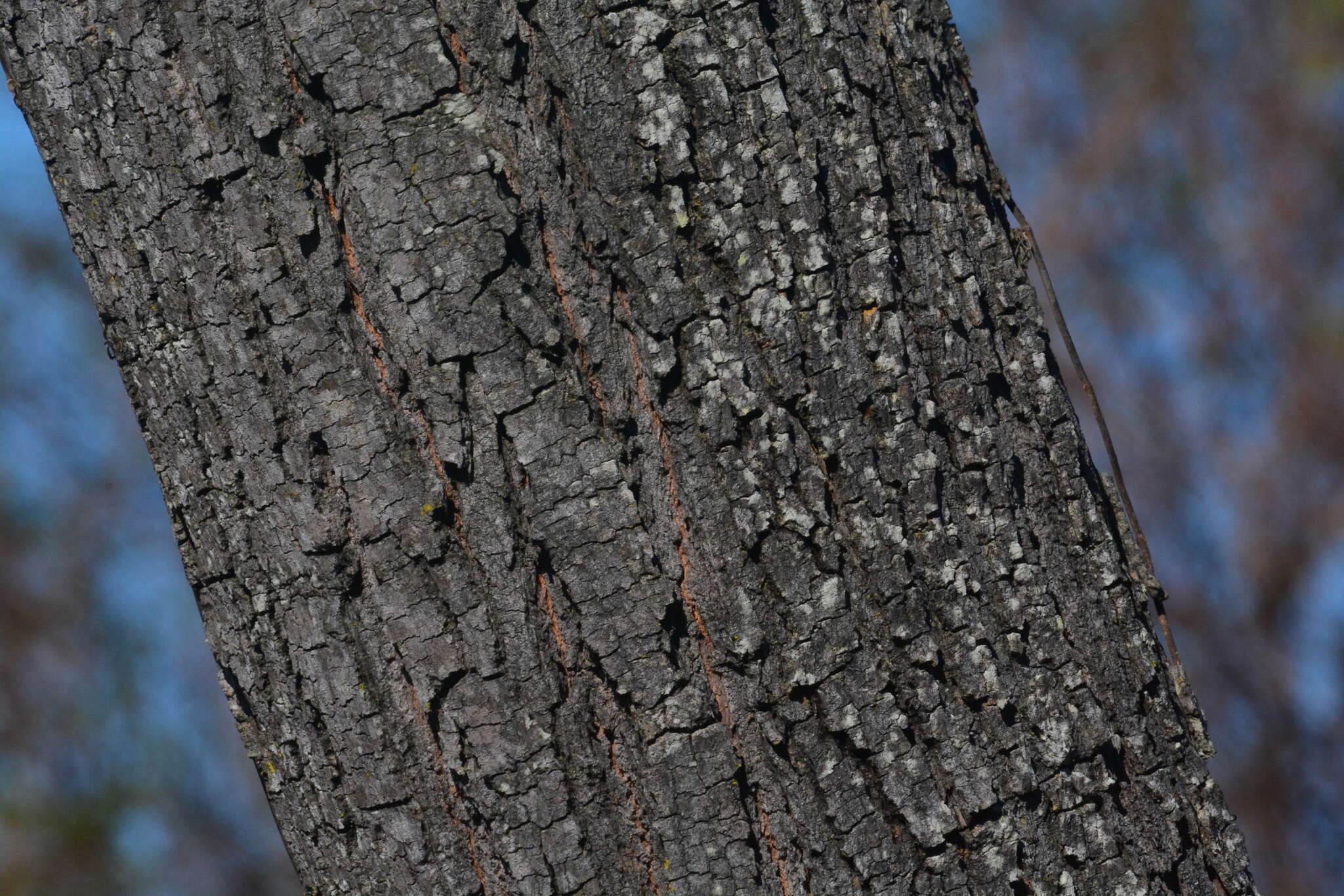 Sivun Simarouba versicolor A. St.-Hil. kuva