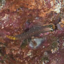 Image of Pictus Blenny
