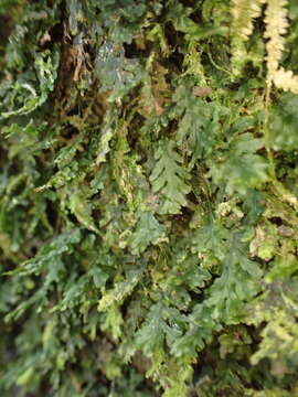 Image of treemoss bristle fern