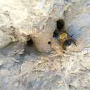 Image of Oil-collecting bee