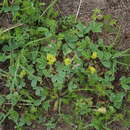 Image de Sibbaldia parviflora Willd.
