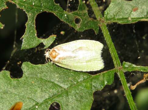 Image of green oak tortrix