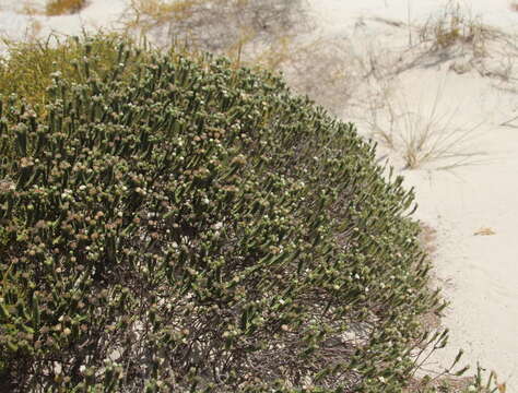 Image of Pimelea villosa Banks & Soland. ex Meissn.