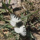 Parnassius bremeri Bremer 1864 resmi