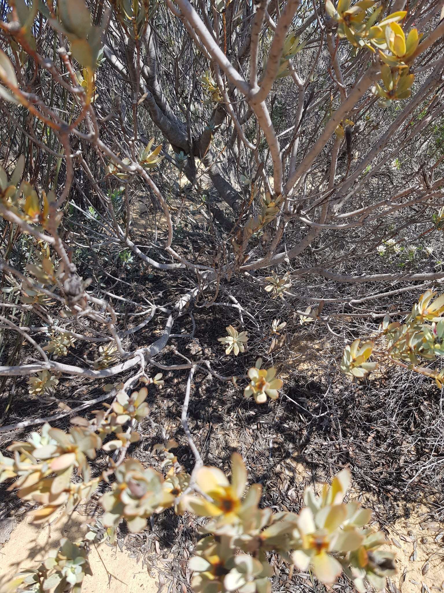 Image of Ivory conebush