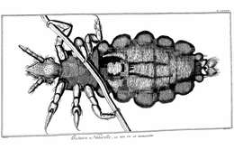 Image of head louse