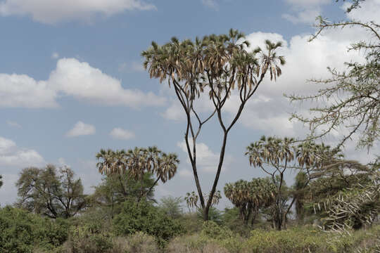 Image of Hyphaene compressa H. Wendl.