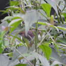 Image of Chattering Cisticola