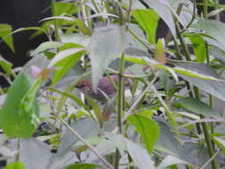 Image of Chattering Cisticola