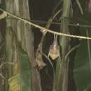 Image of Rufous Horseshoe Bat