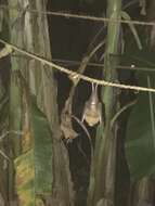 Image of Rufous Horseshoe Bat