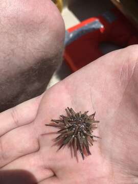 Image of Atlantic purple sea urchin