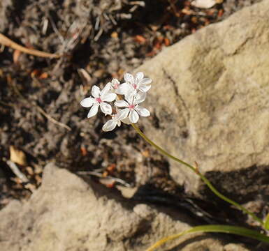 Image of Burchardia umbellata R. Br.