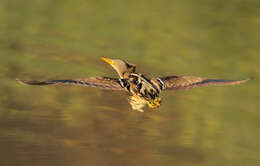 Image of Stripe-backed Bittern