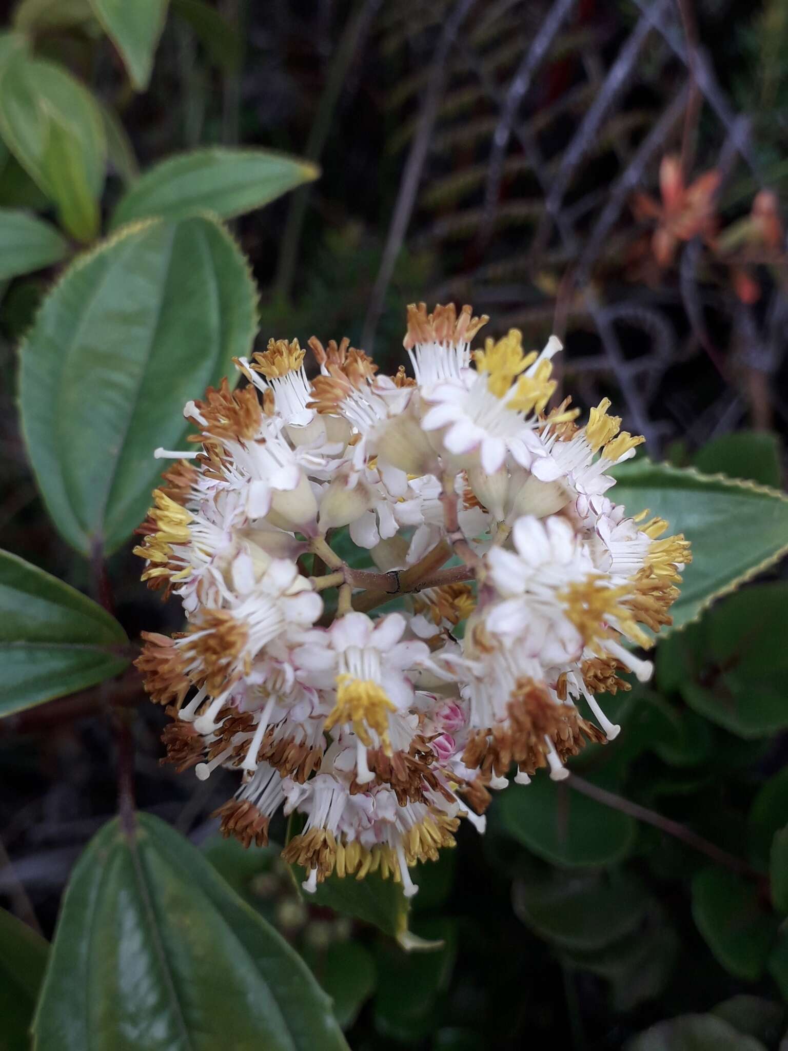 Miconia crocea (Desroussraux) Naud.的圖片