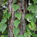 Passiflora auriculata Kunth resmi