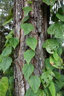 صورة Passiflora auriculata Kunth