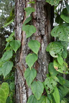 صورة Passiflora auriculata Kunth