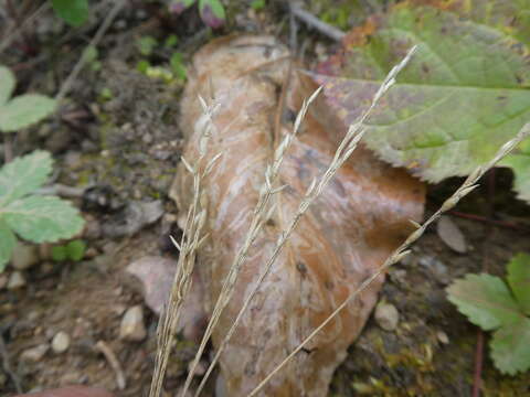 Image of mountain ricegrass