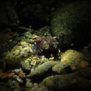 Image of Humming-bird Bobtail Squid