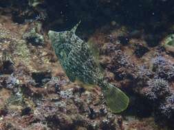 Image of Reticulated leatherjacket