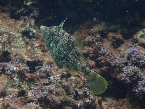 Image of Reticulated leatherjacket