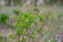 Image of Spiraea media Franz Schmidt