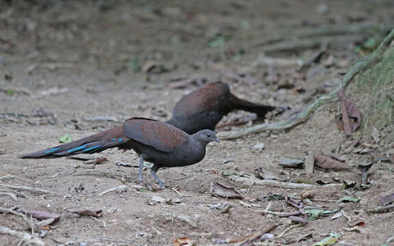 Image of Mountain Peacock-Pheasant