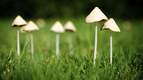 Image of Conocybe apala (Fr.) Arnolds 2003