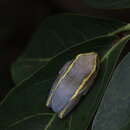 Image of Andranolava Reed Frog