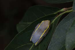 Image of Heterixalus luteostriatus (Andersson 1910)