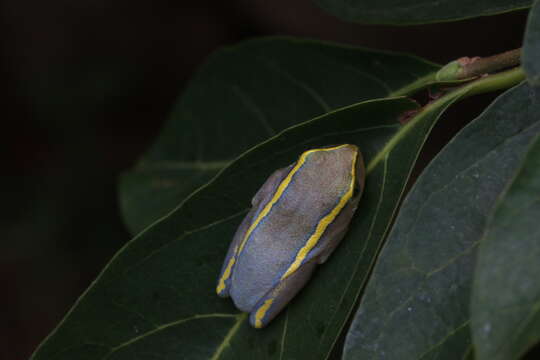 Heterixalus luteostriatus (Andersson 1910)的圖片