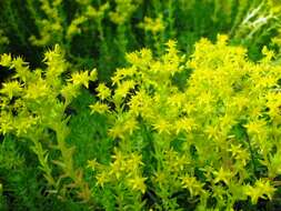 Image of Mexican stonecrop