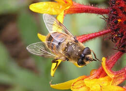 Plancia ëd Eristalis tenax (Linnaeus 1758)