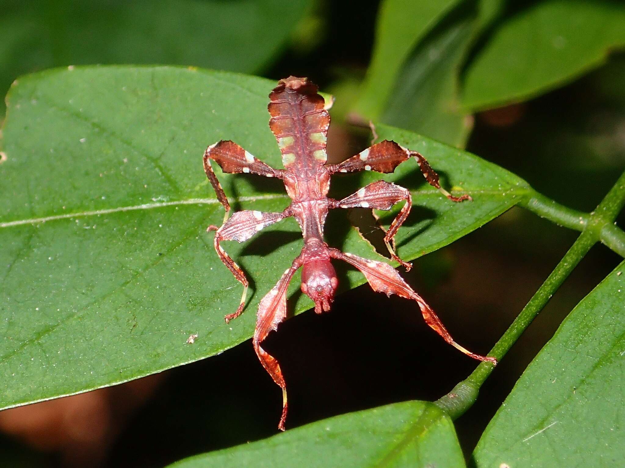 Image of Cryptophyllium westwoodii