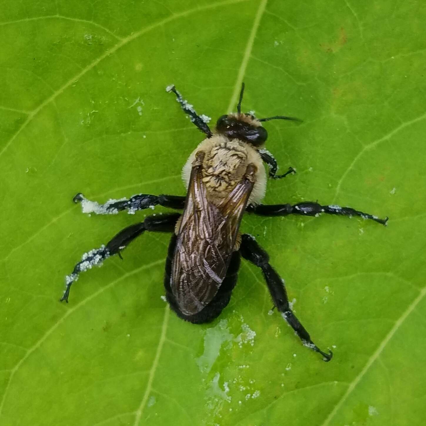 Imagem de Ptilothrix bombiformis (Cresson 1879)