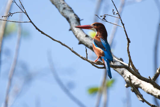 صورة Halcyon smyrnensis perpulchra Madarász 1904