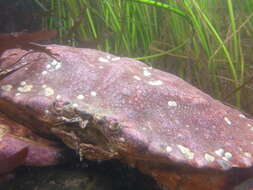 Image of Red Rock Crab