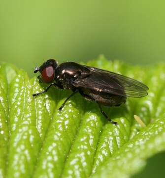 Image of Melanogaster hirtella