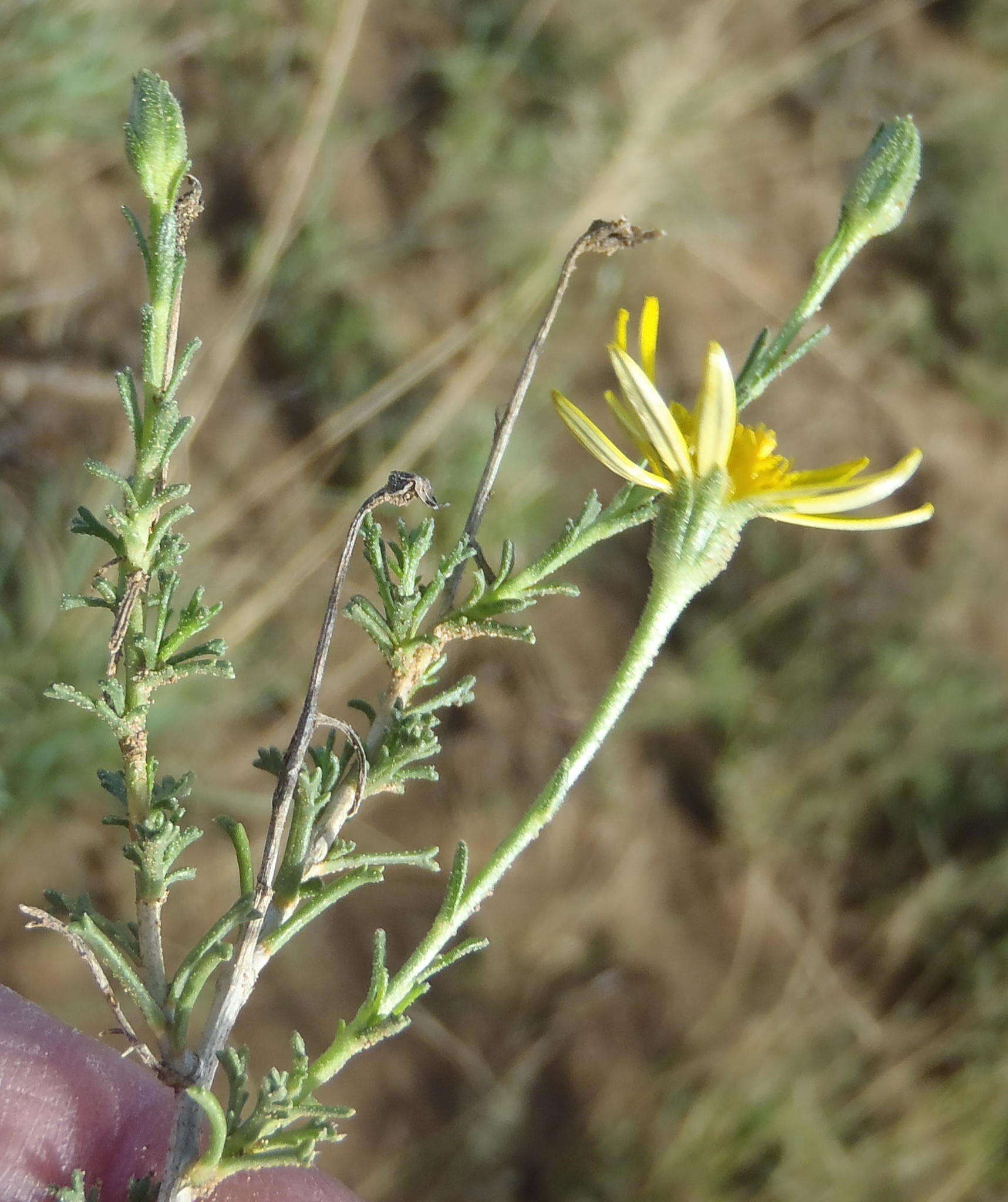 Image de Osteospermum leptolobum (Harv.) T. Norl.