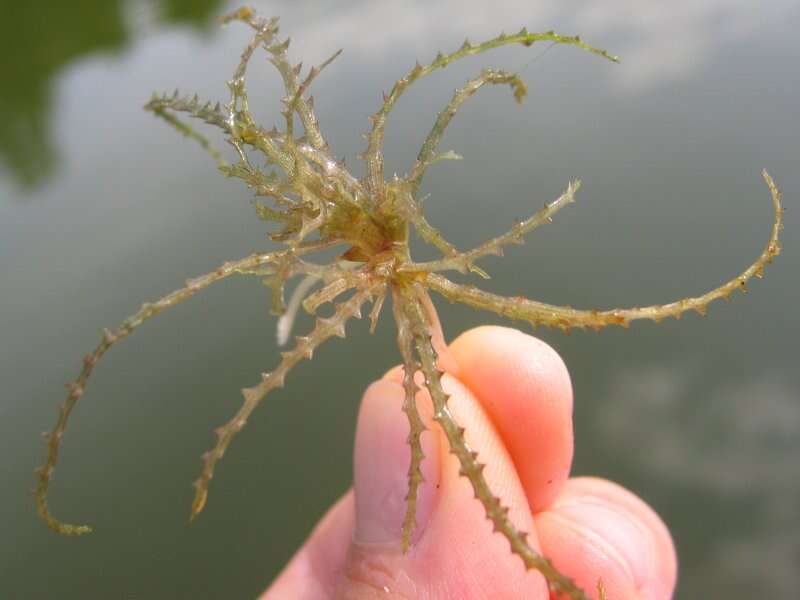 Image of Holly-leaved Naiad