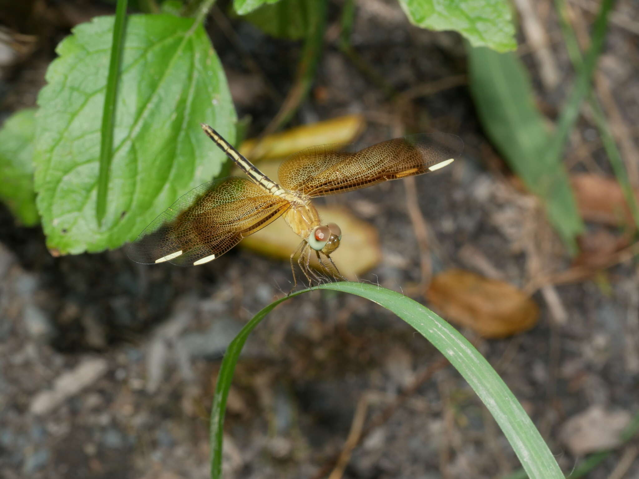 Neurothemis stigmatizans (Fabricius 1775) resmi