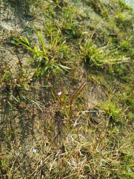 Imagem de Epilobium ciliatum subsp. ciliatum